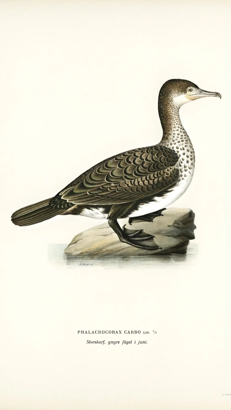 Wihelm Wright — Great Cormorant, Young Bird (Phalacrocorax Carbo)