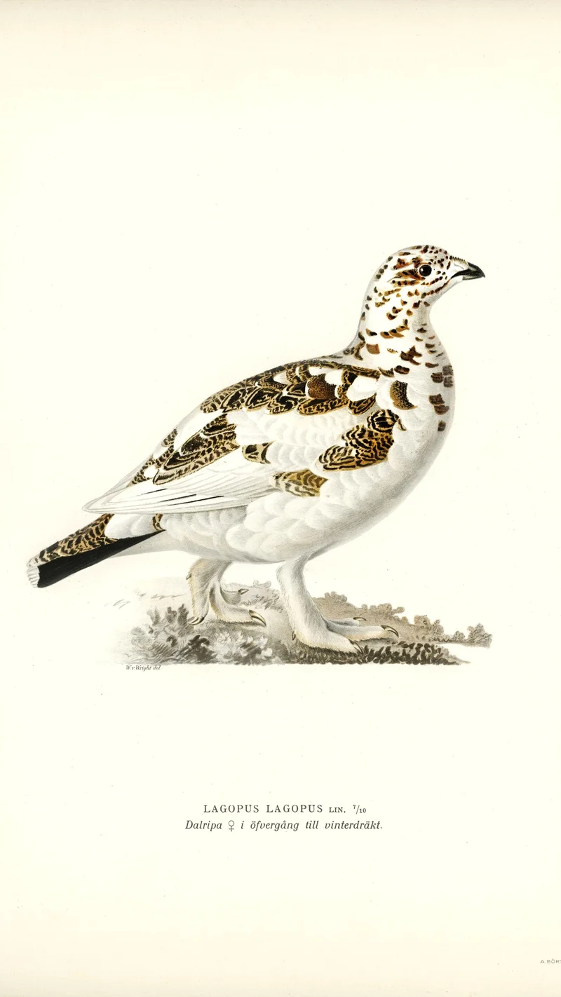 Wihelm Wright — Willow Ptarmigan (Female) in Transitional Winter Plumage