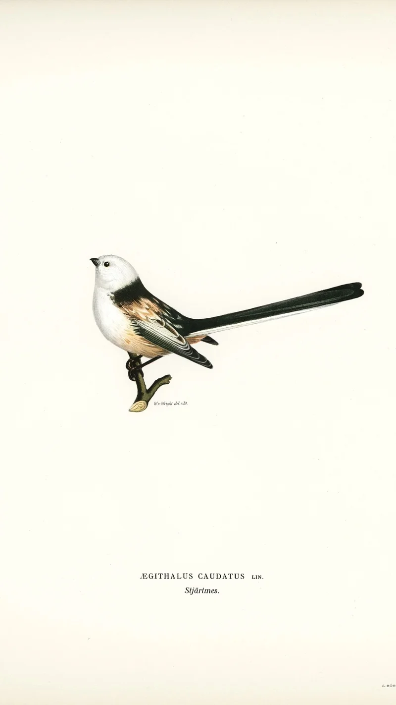 Wihelm Wright — Long-tailed Tit (Aegithalus caudatus)