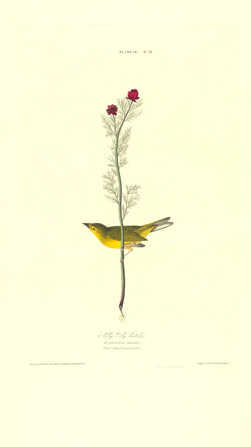 John James Audubon — Selby's Fly Catcher (Plate IX, N° 11)