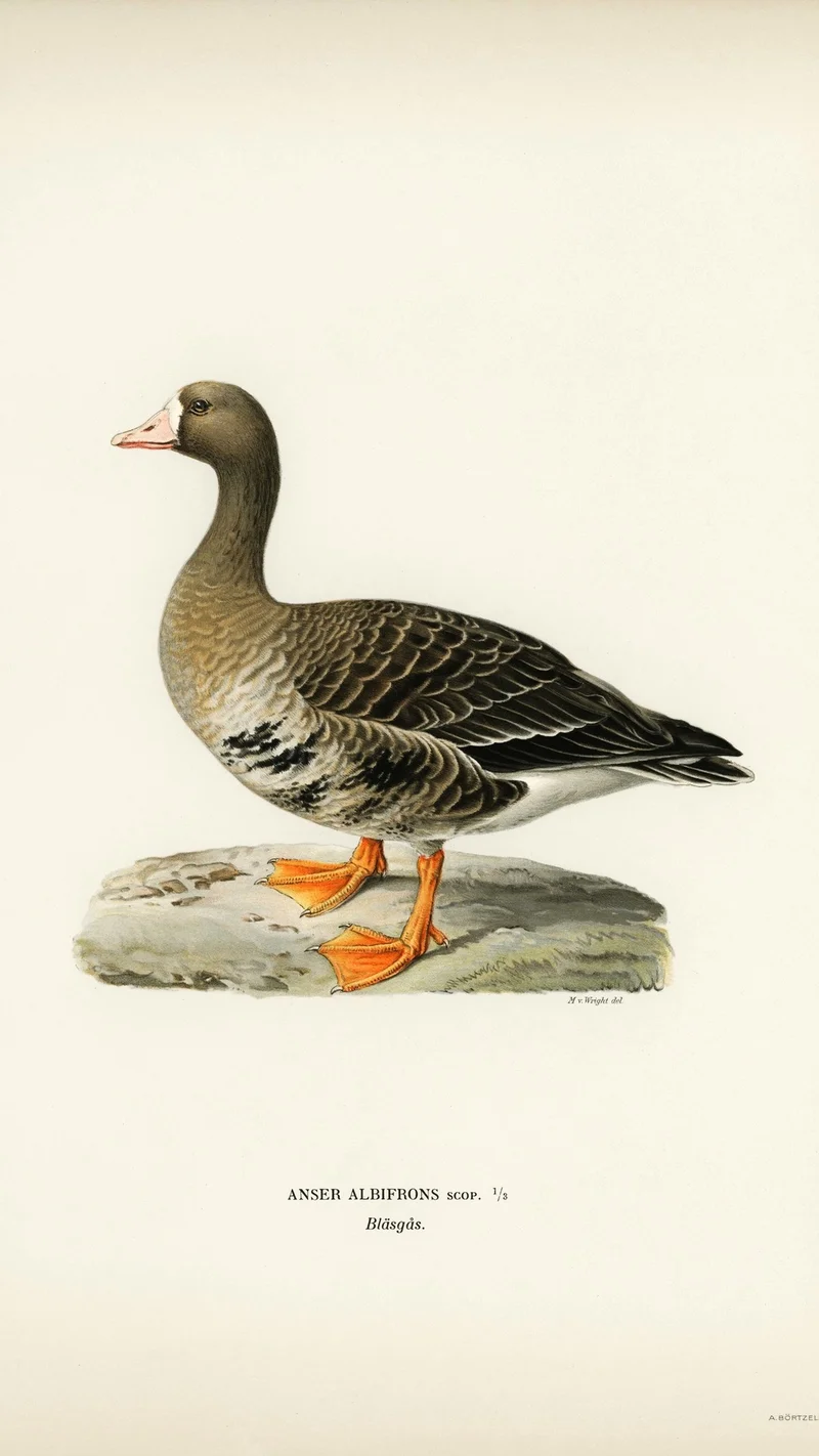 Wihelm Wright — Greater White-fronted Goose (Anser albifrons)