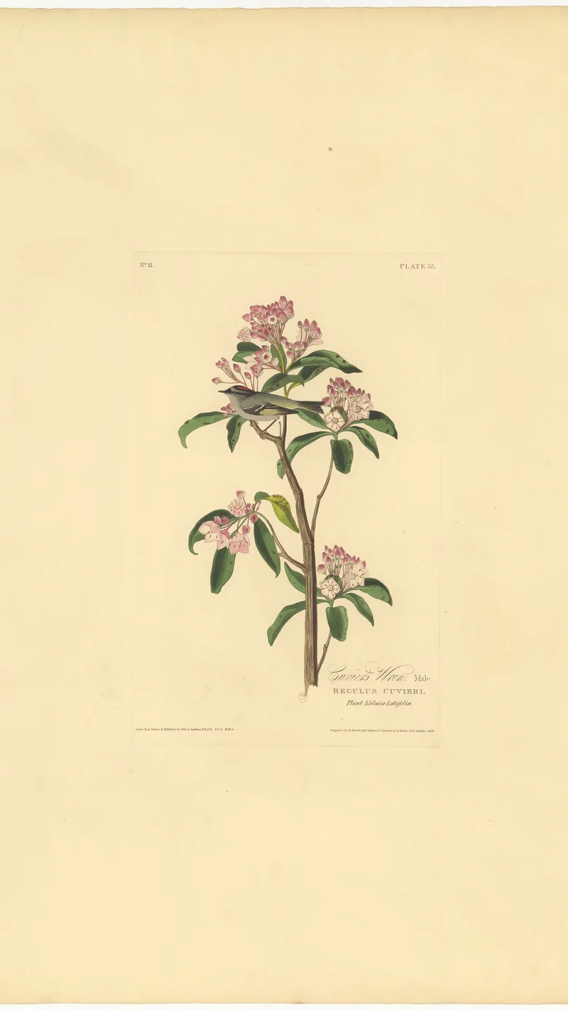 John James Audubon — Cuvier's Wren, Male