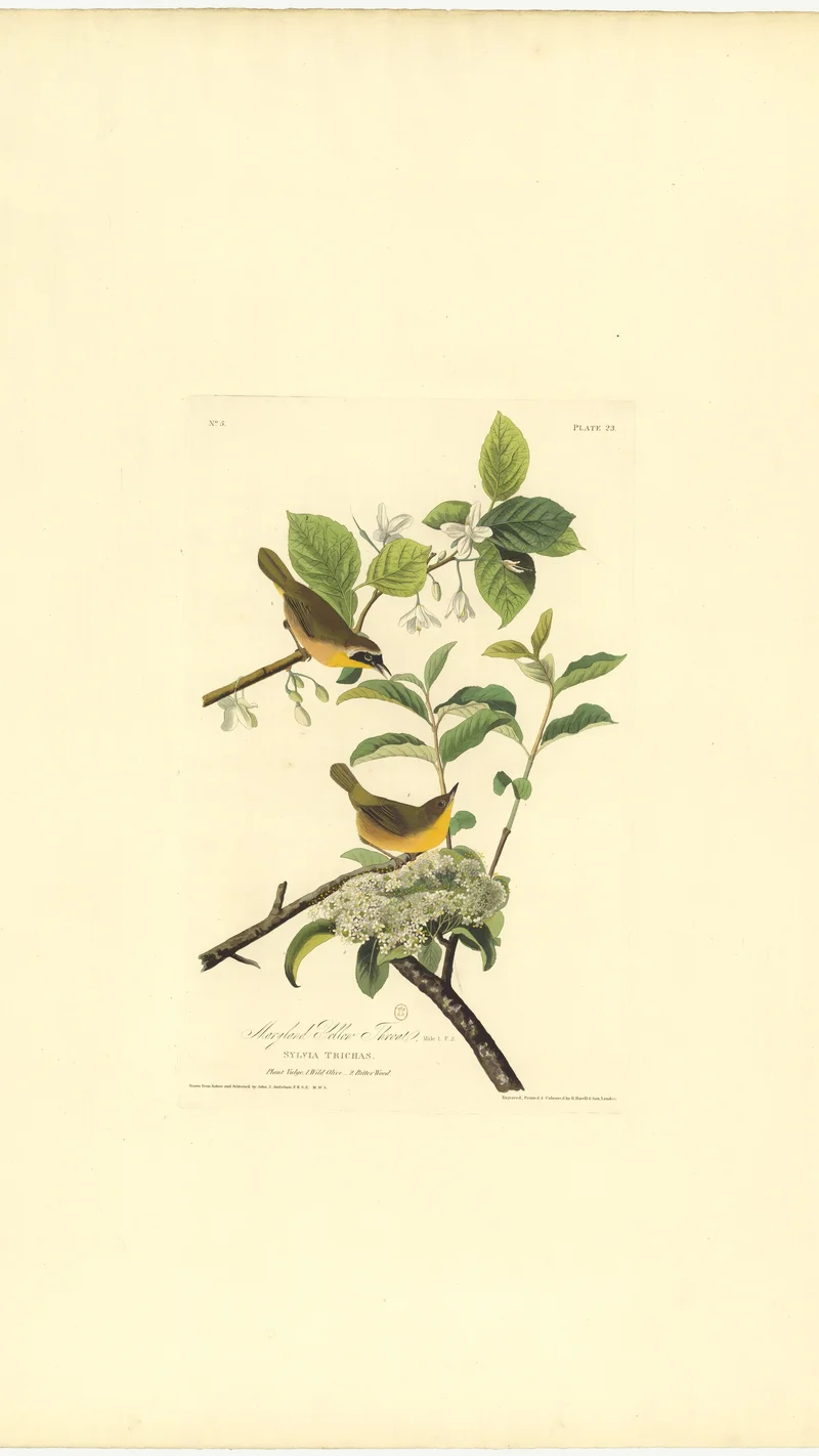 John James Audubon — Maryland Yellow-Throat
