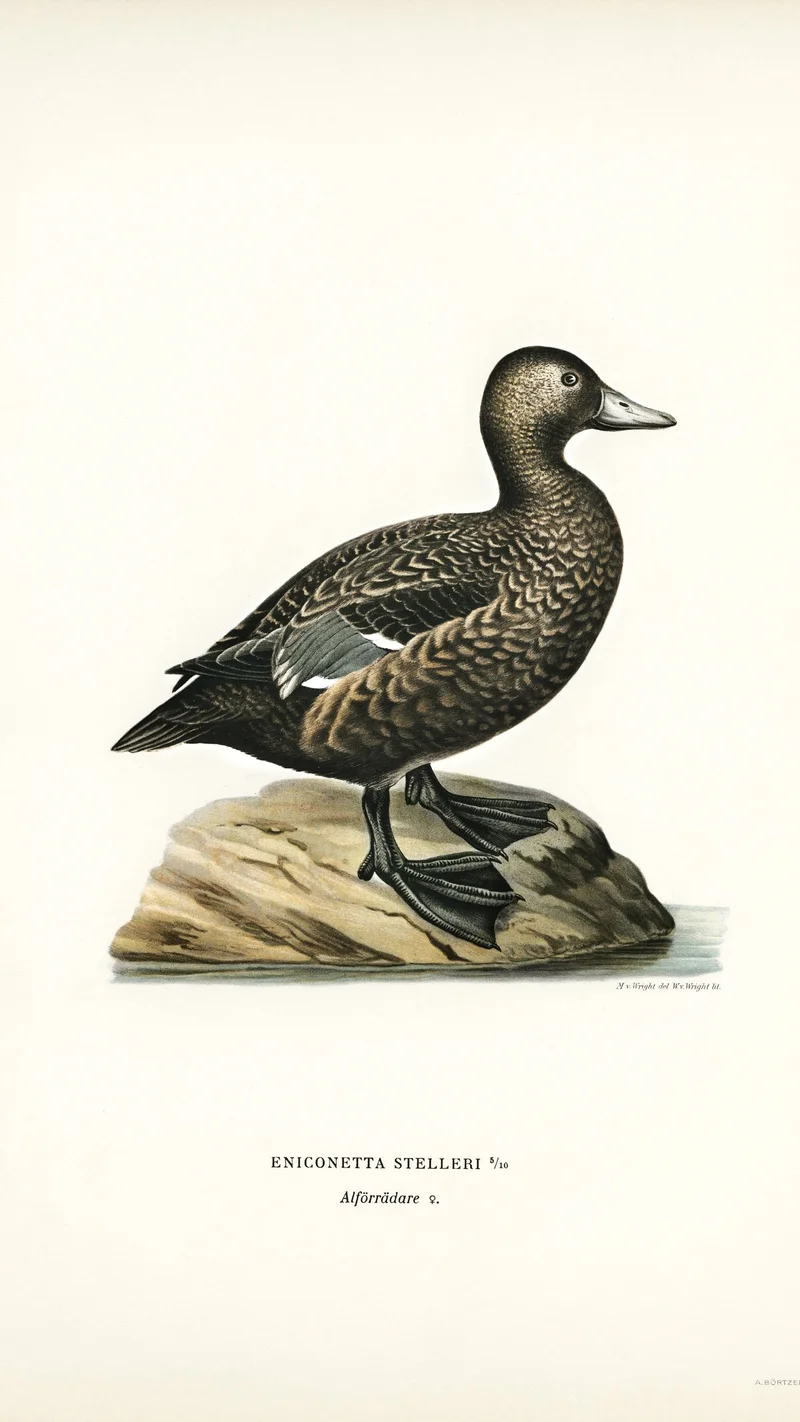 Wihelm Wright — Steller's Eider