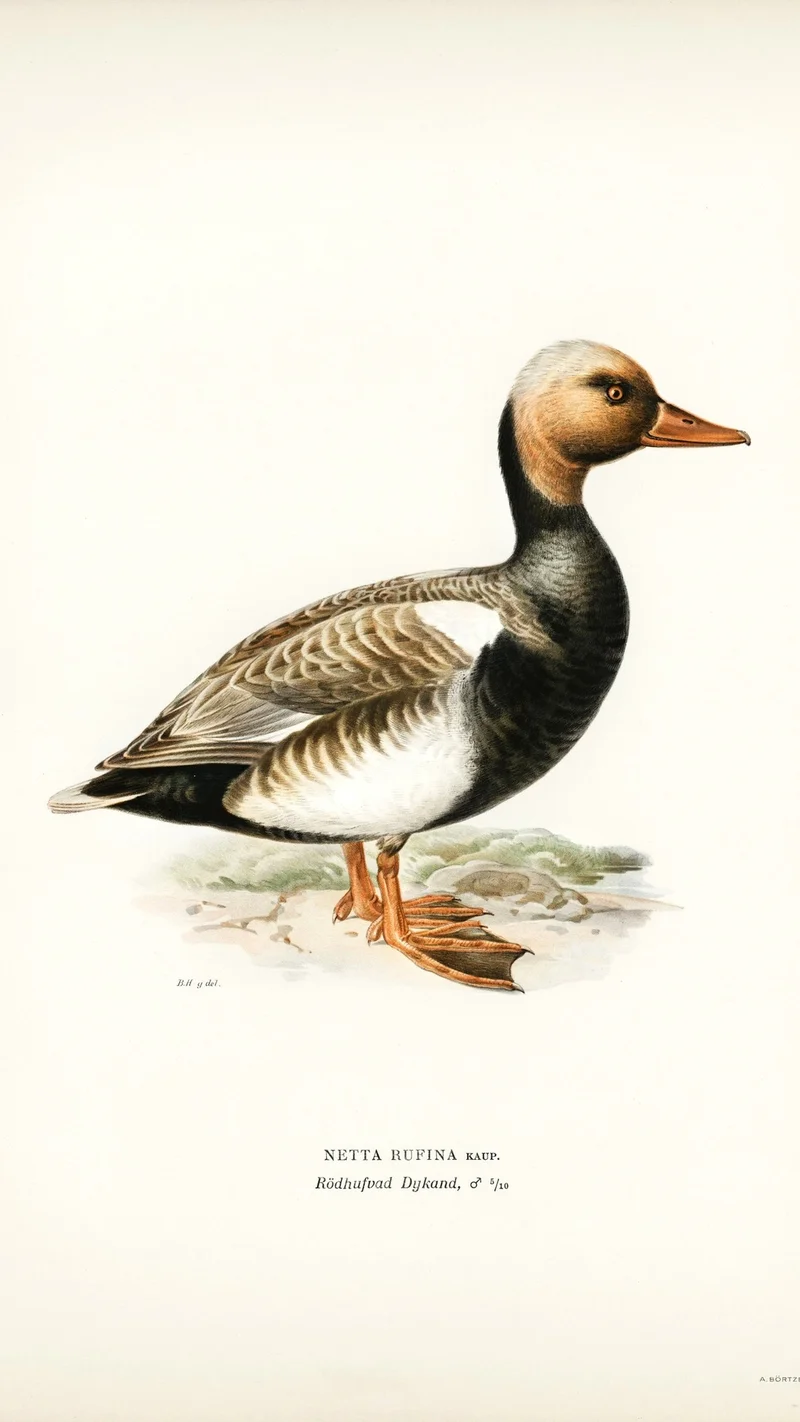 Wihelm Wright — Red-crested Pochard (Netta rufina)