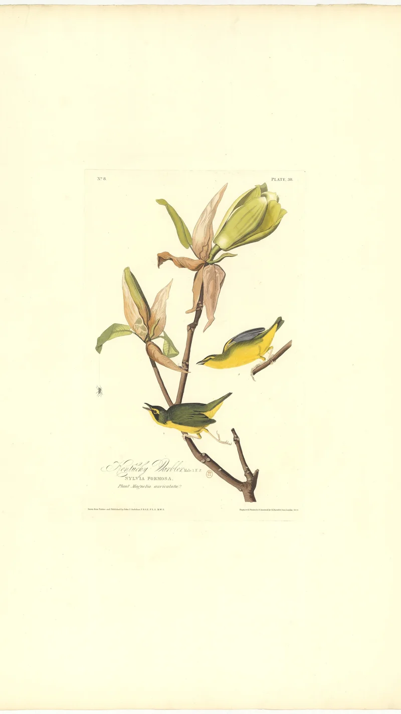 John James Audubon — Kentucky Warbler (Sylvia Formosa)
