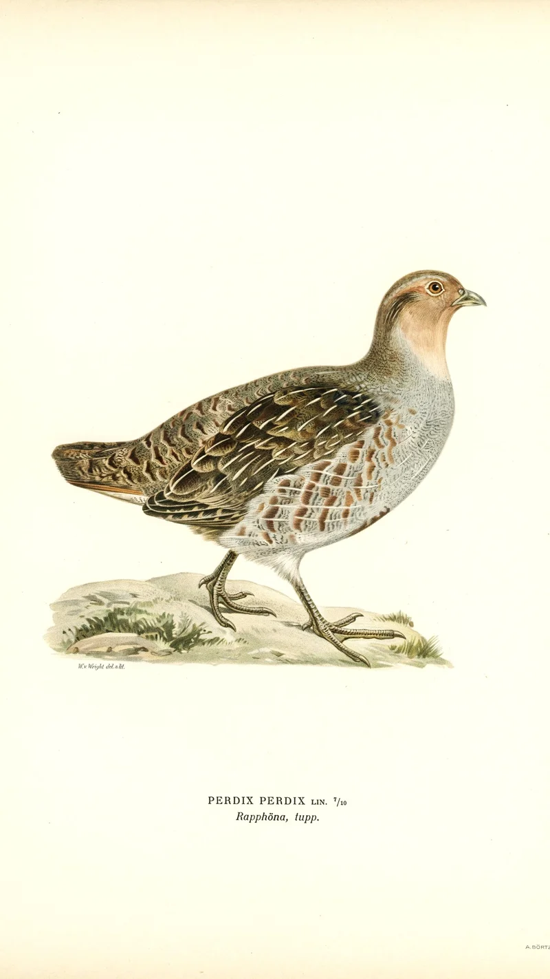 Wihelm Wright — Grey Partridge (Perdix perdix)