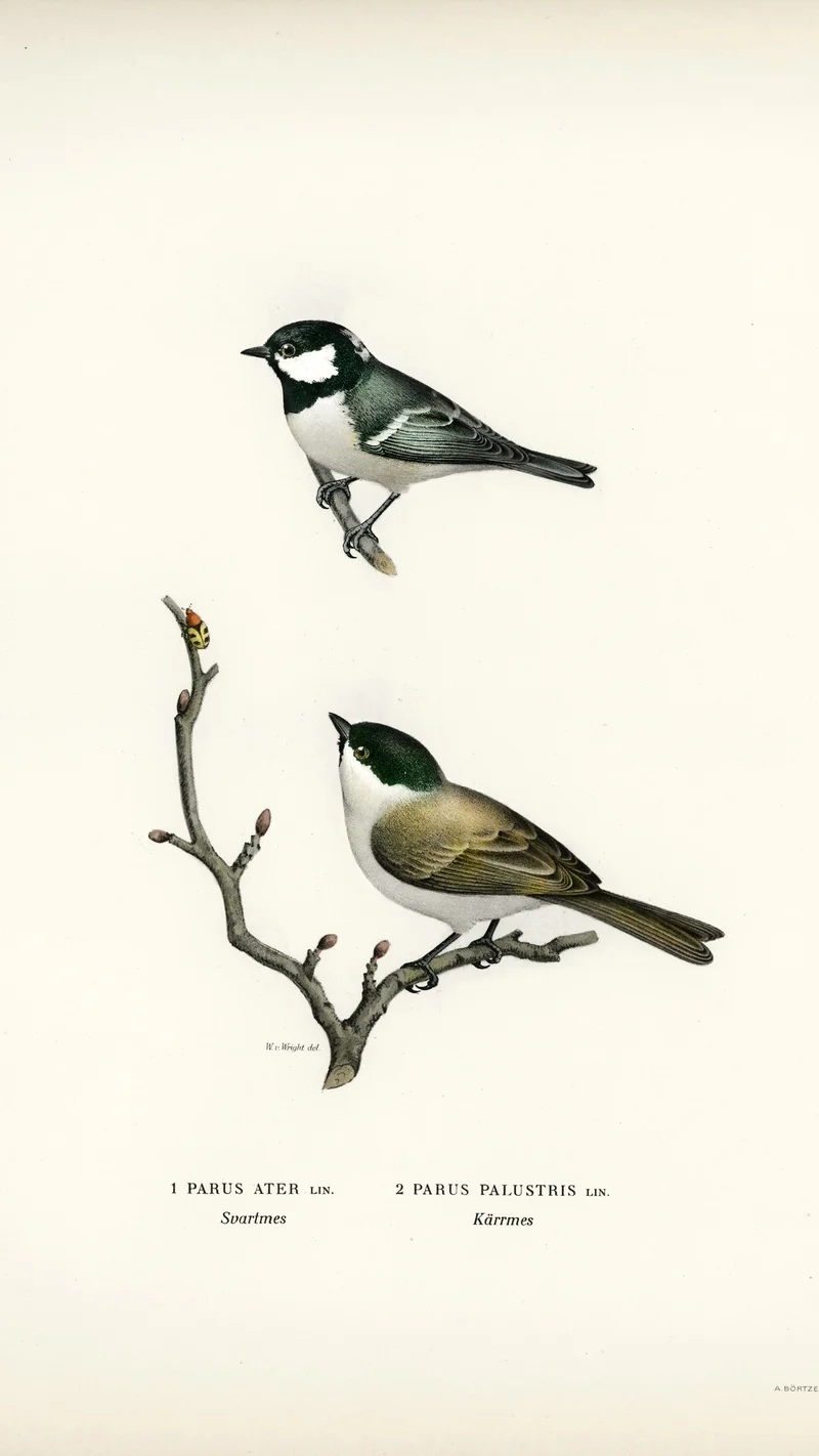 Featured artwork by Wihelm Wright