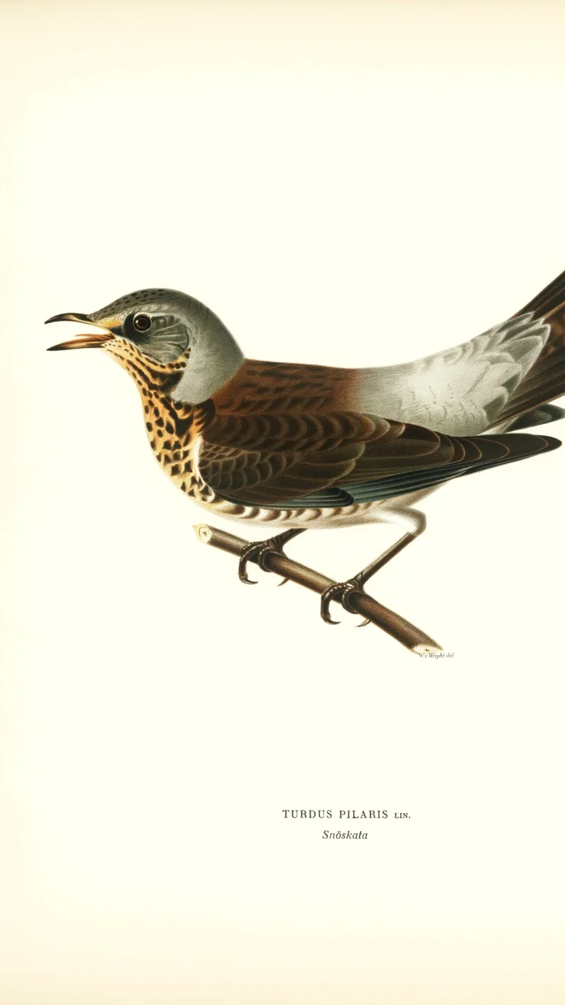 Wihelm Wright — Fieldfare (Turdus pilaris)
