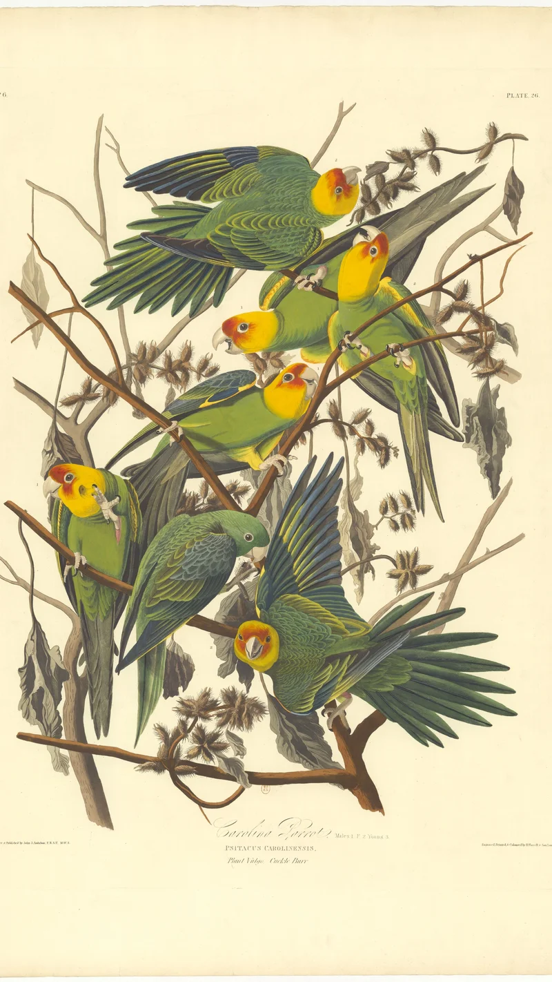John James Audubon — Carolina Parrot!