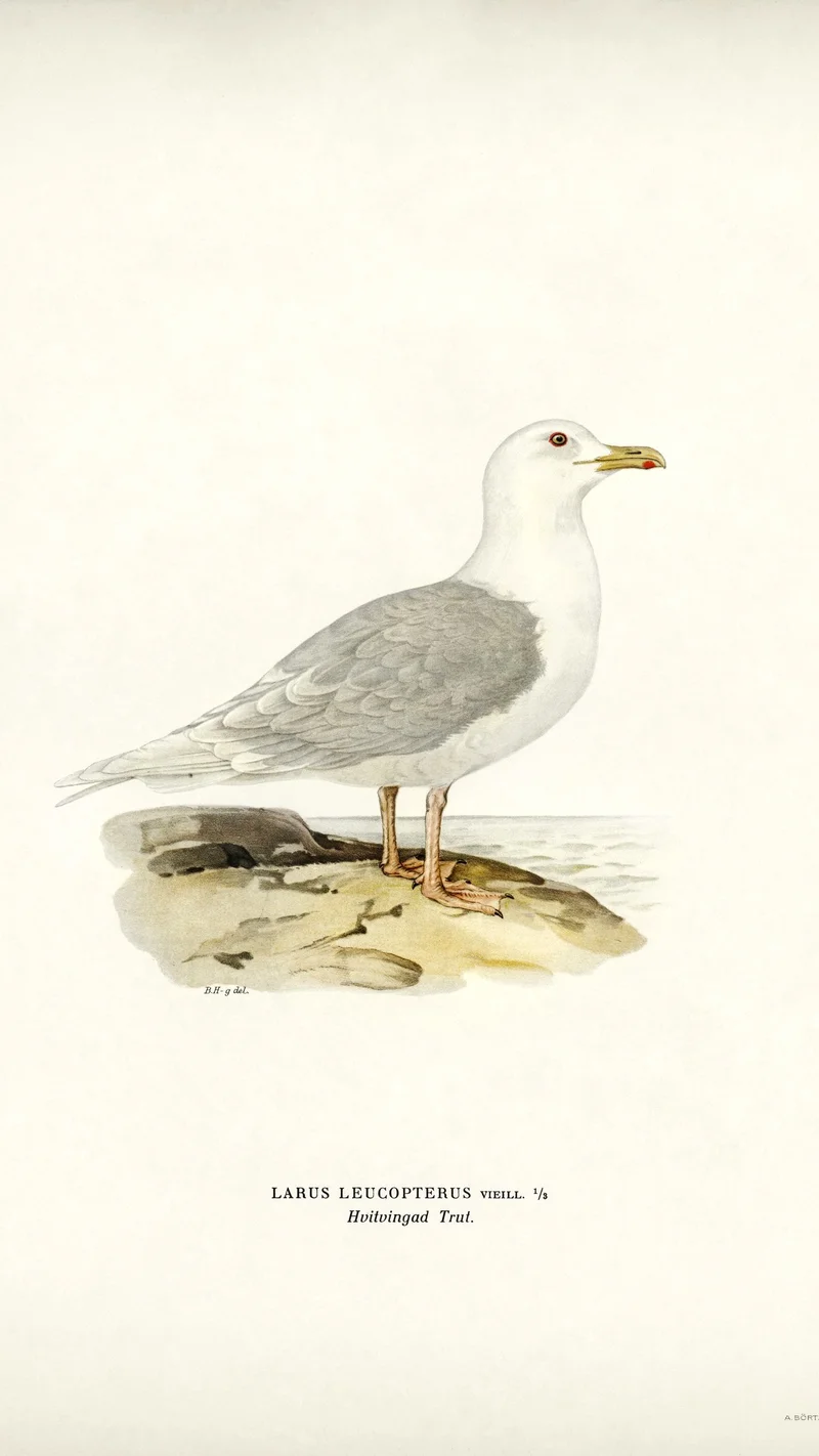 Wihelm Wright — Iceland Gull (Larus leucopterus)