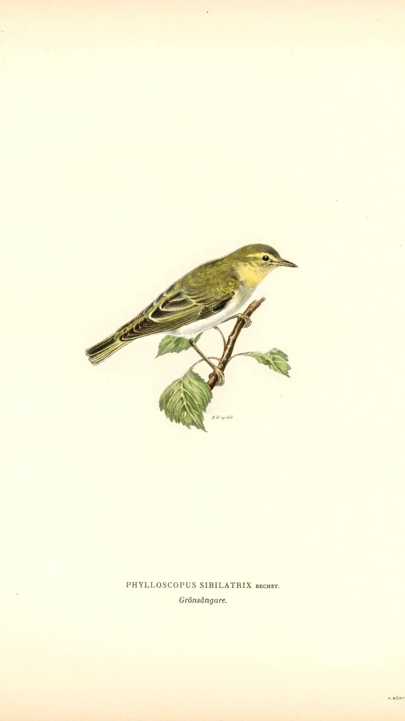 Wihelm Wright — Wood Warbler (Phylloscopus sibilatrix)