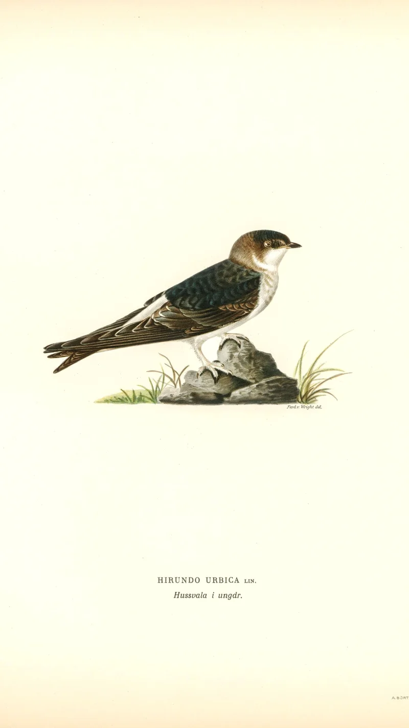 Wihelm Wright — Common House Martin (juvenile)