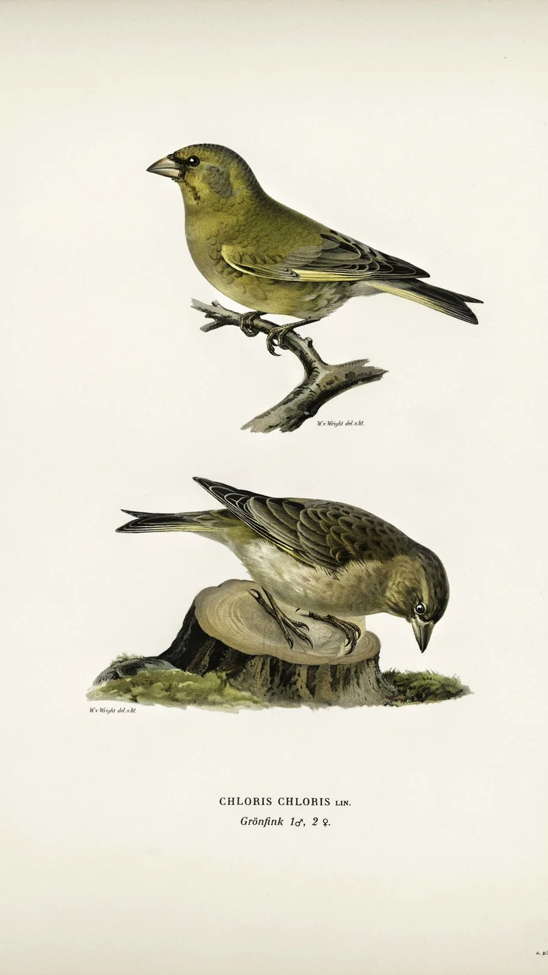 Wihelm Wright — Two Greenfinches (Chloris chloris Lin.)