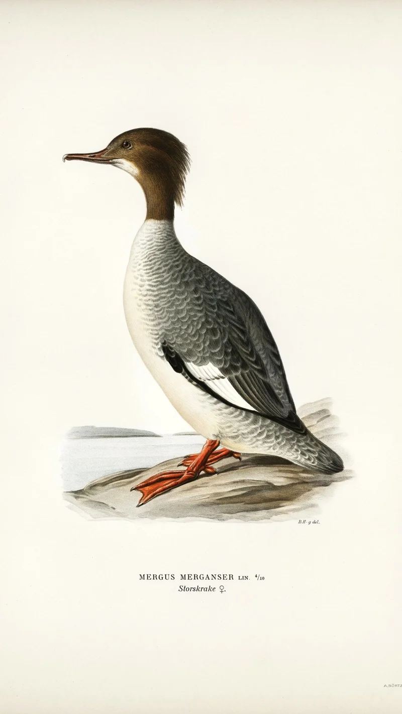 Wihelm Wright — Female Common Merganser