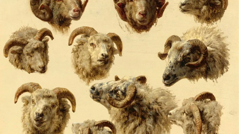 Study of Rams' Heads