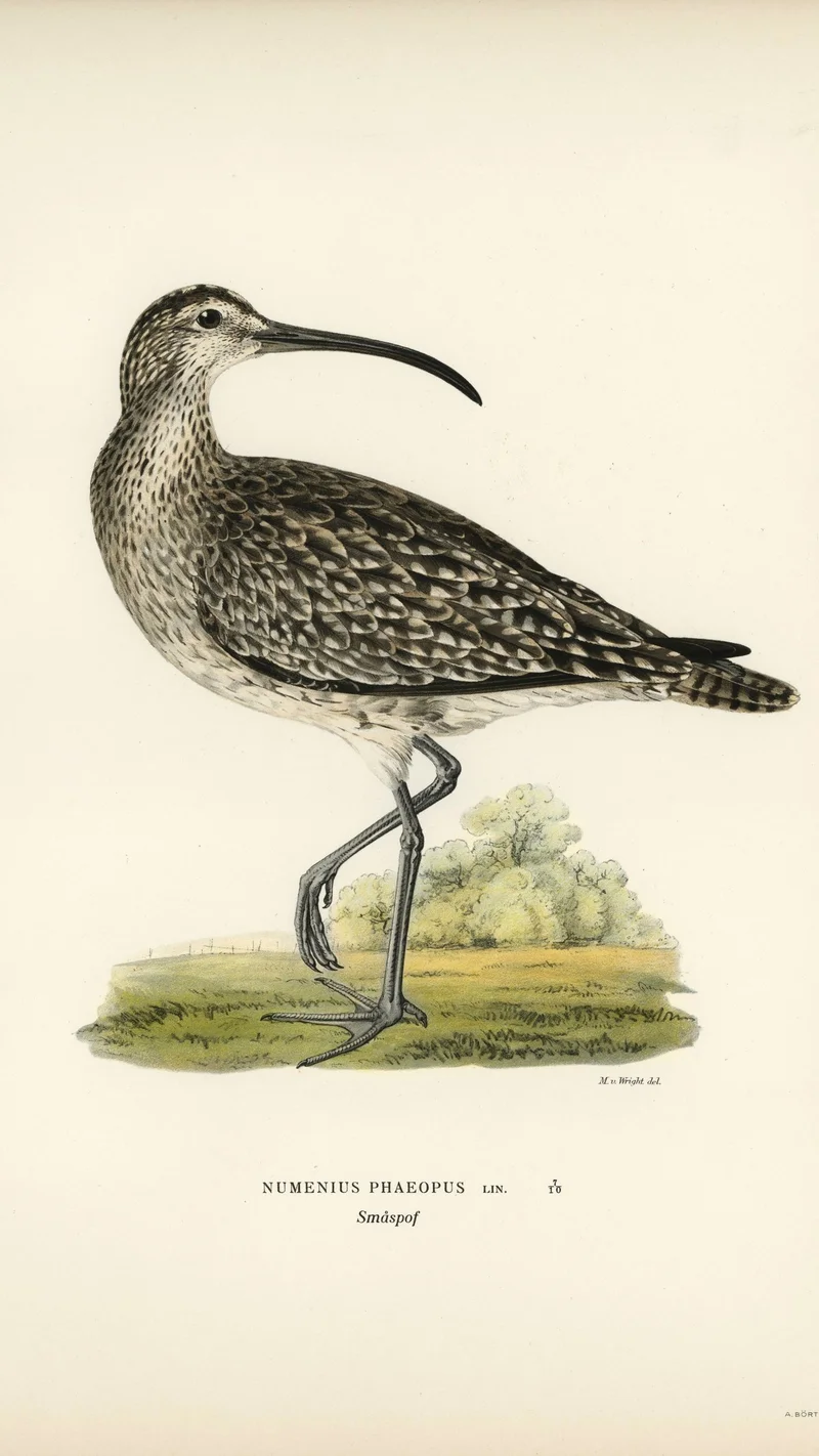 Wihelm Wright — Numenius phaeopus (Whimbrel)