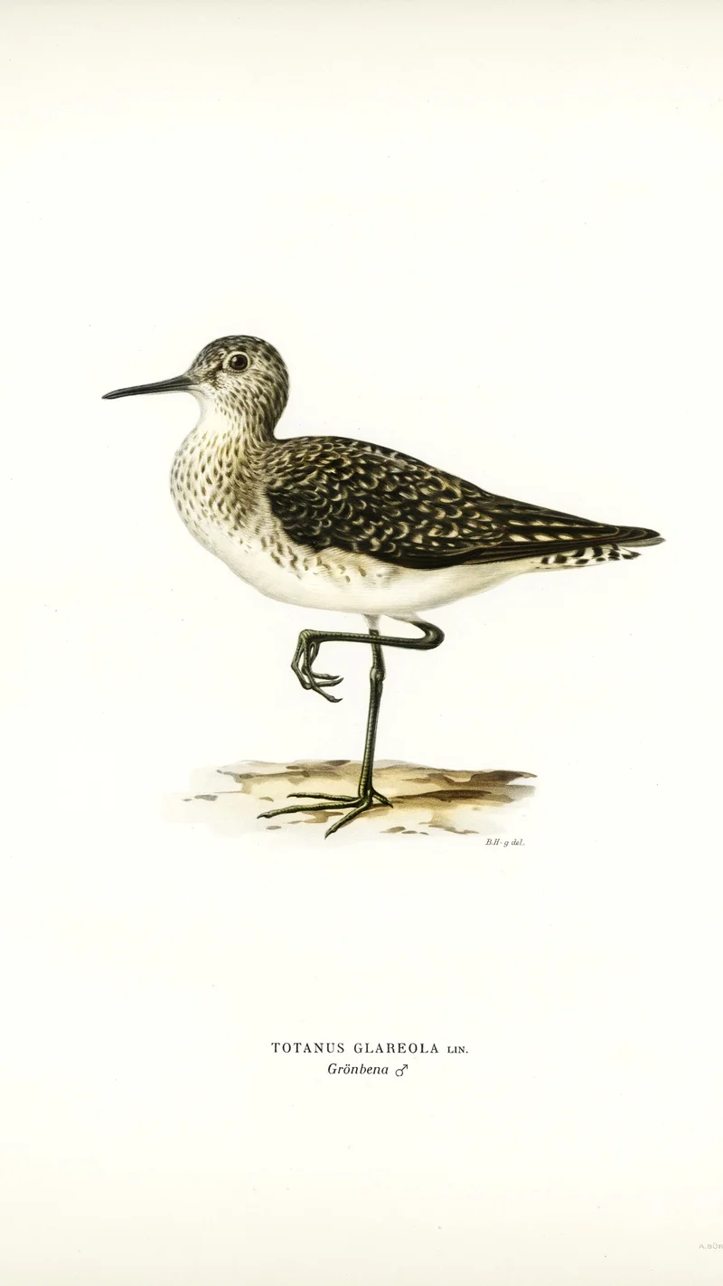 Wihelm Wright — Wood Sandpiper (Totanus Glareola)