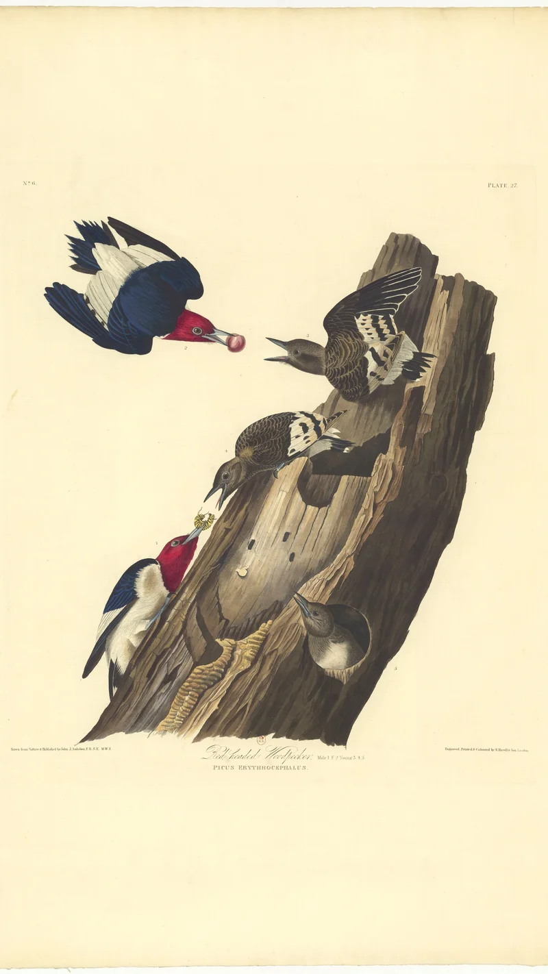 John James Audubon — Red-headed Woodpecker