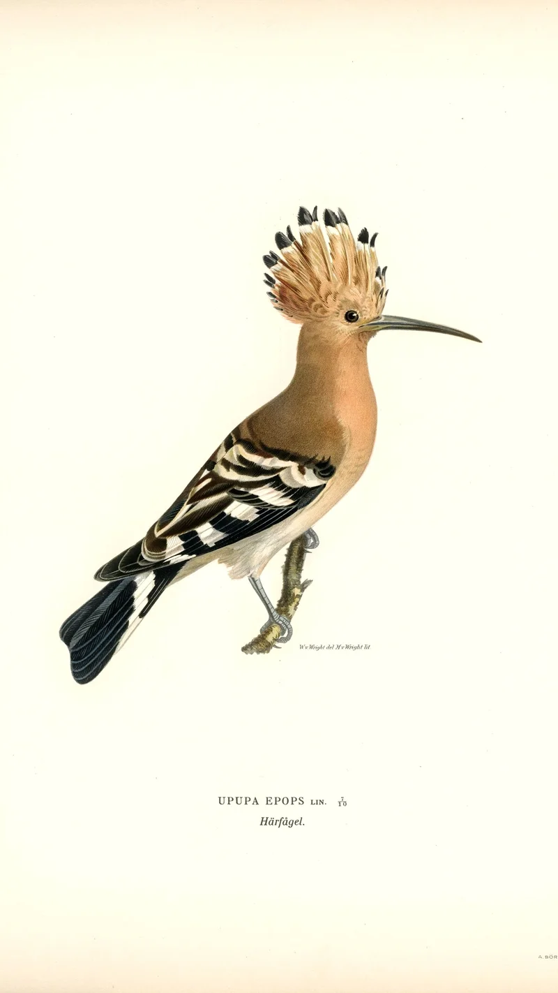 Wihelm Wright — Upupa Epops (Hoopoe)