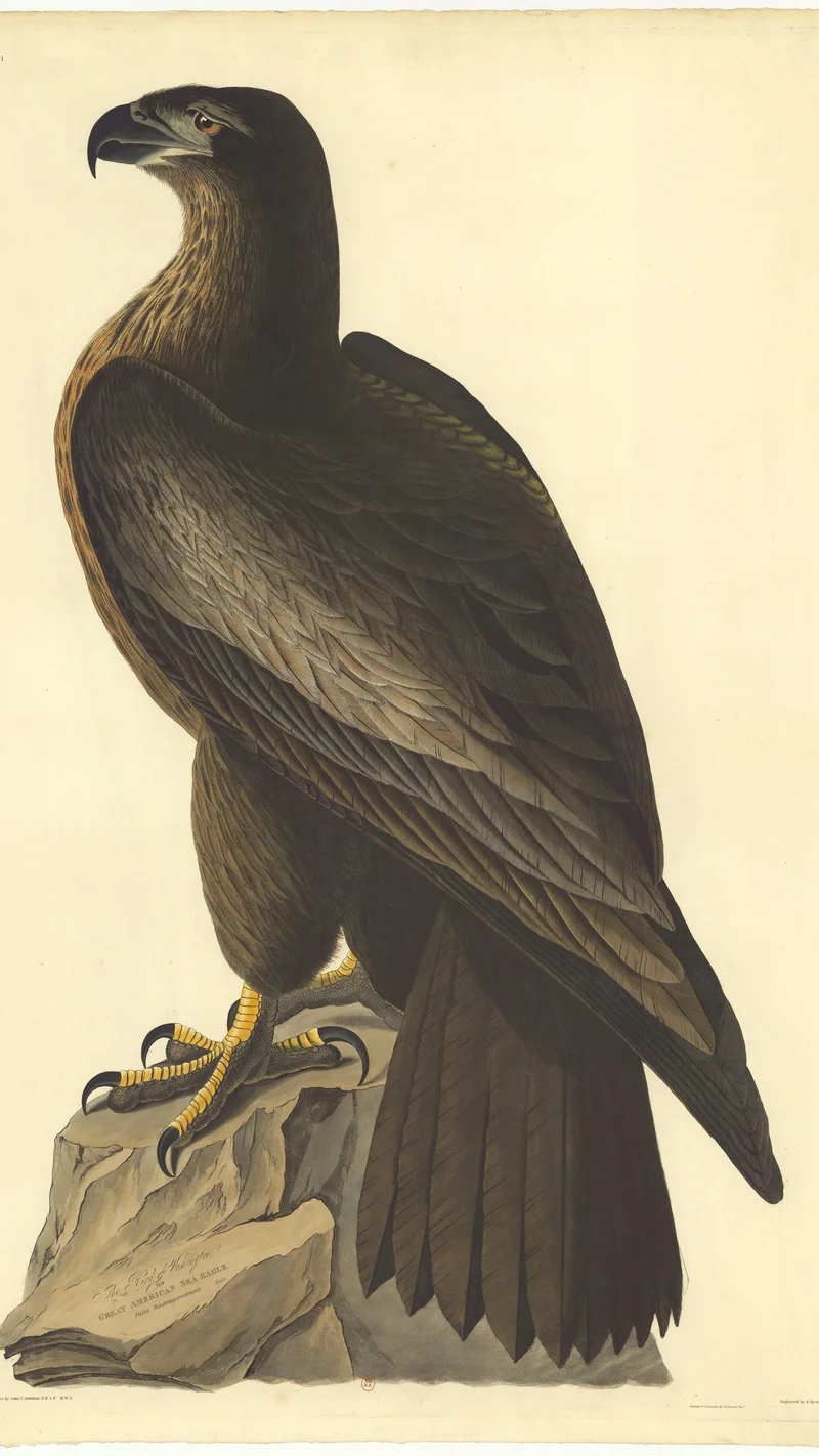 John James Audubon — The Bird of Washington! Great American Sea Eagle.