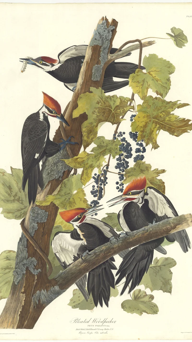 John James Audubon — Pileated Woodpecker