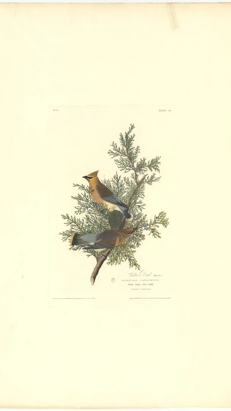 John James Audubon — Cedar Bird (Cedar Waxwing)