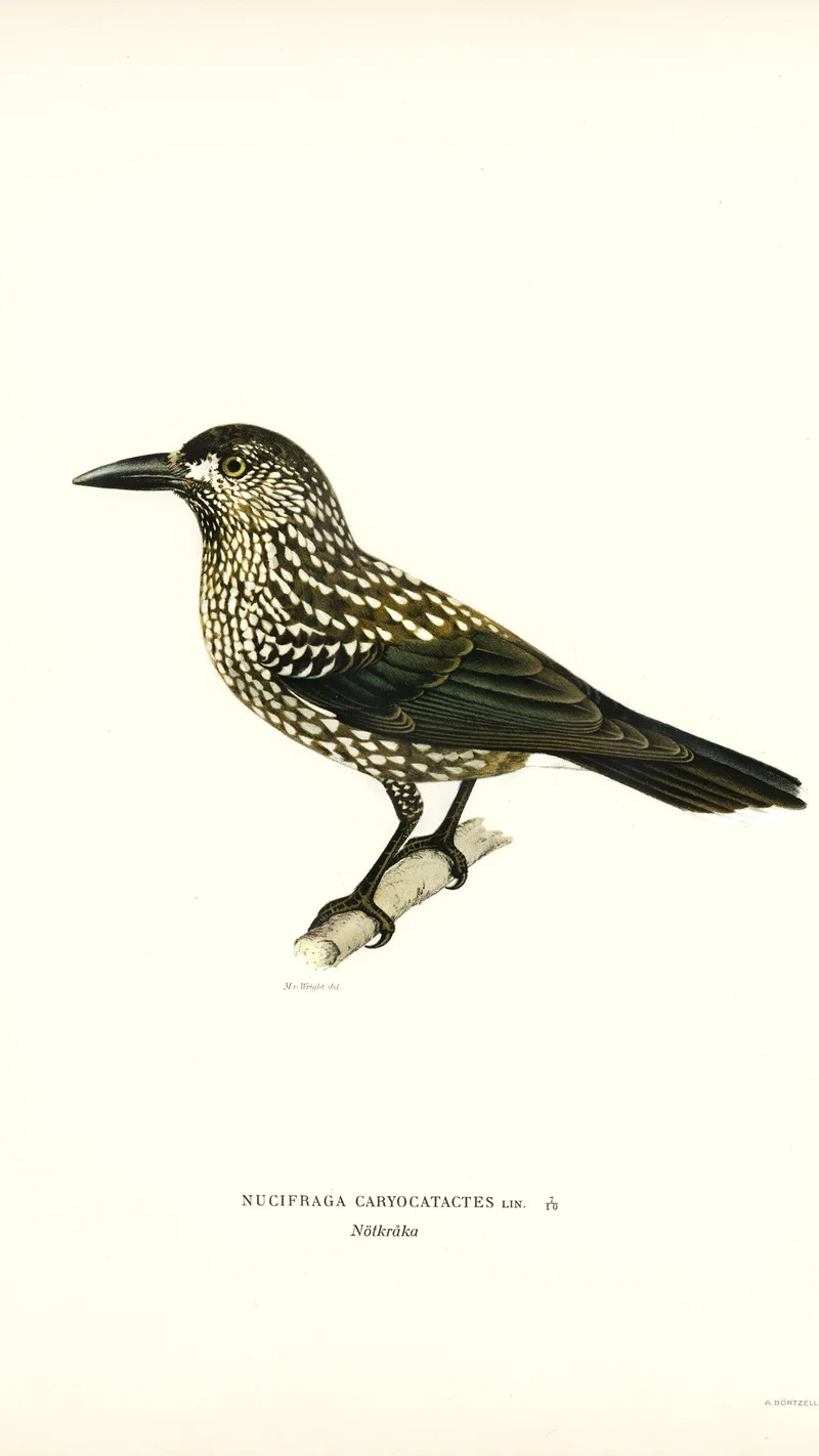 Wihelm Wright — Nucifraga Caryocatactes (Nutcracker)