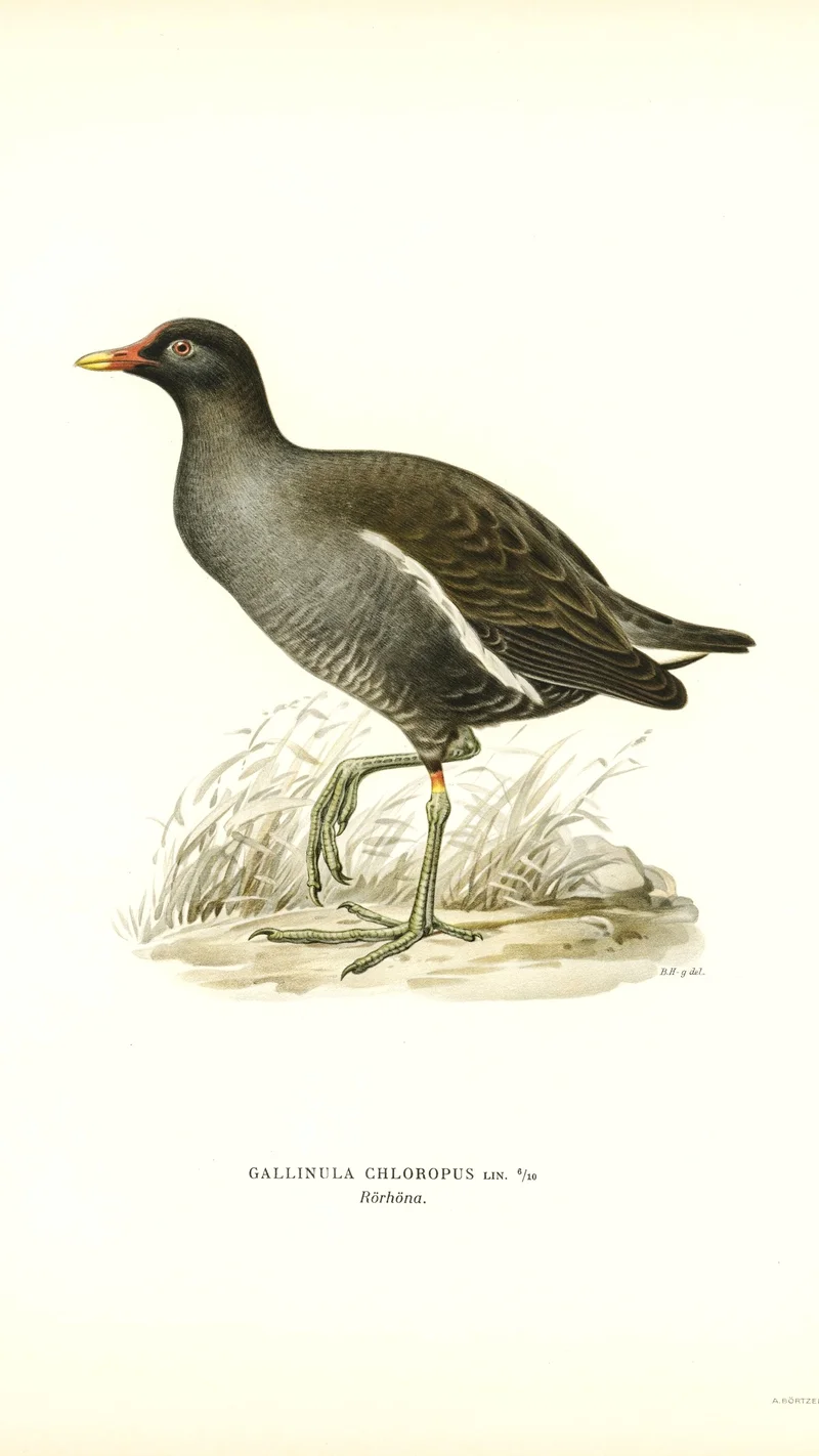 Wihelm Wright — Gallinula Chloropus (Common Moorhen)