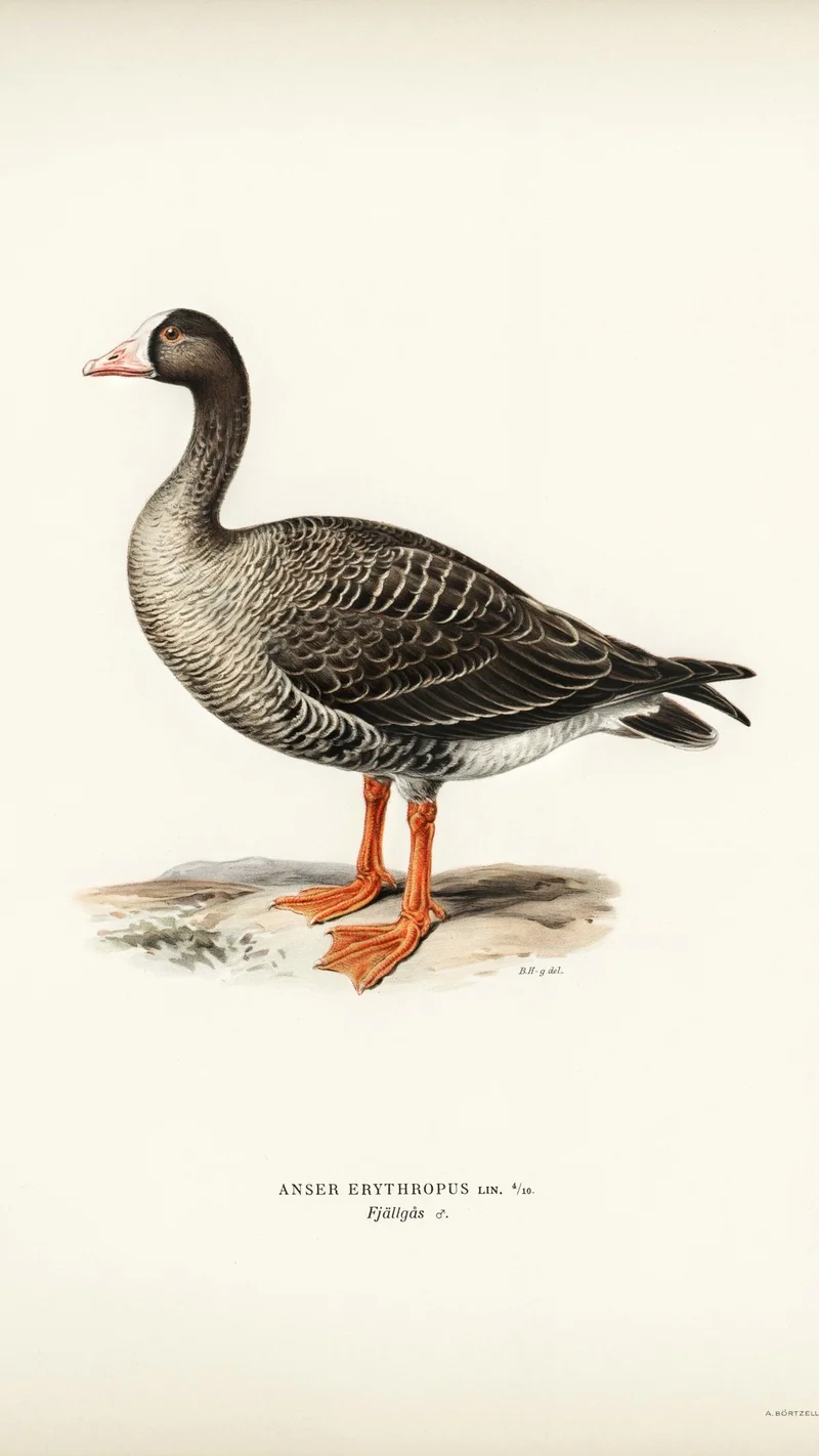 Wihelm Wright — Lesser White-fronted Goose (Anser erythropus)