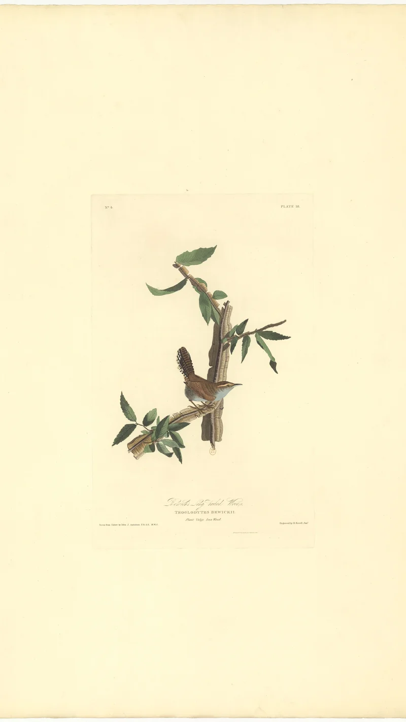 John James Audubon — Bewick-Zaunkönig (Troglodytes Bewickii), Tafel 18