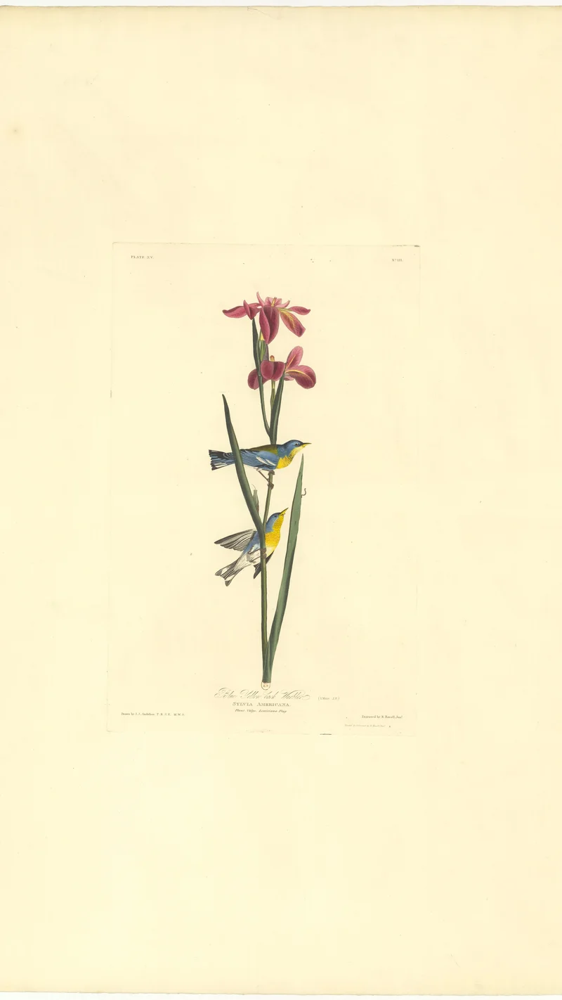 John James Audubon — Blue-winged Warbler and Louisiana Flag (Plate 113)