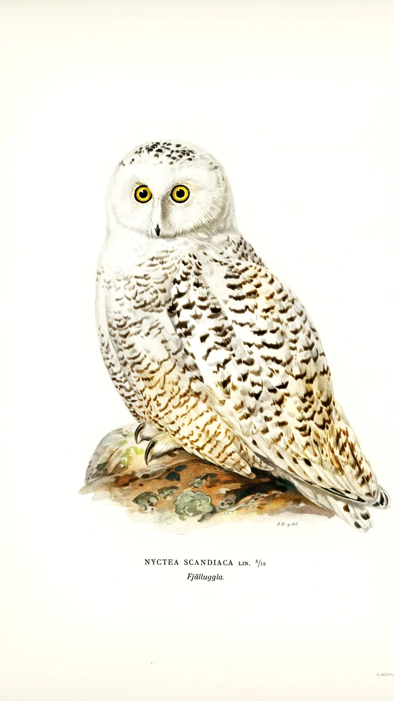 Wihelm Wright — Snowy Owl (Nyctea Scandiaca)