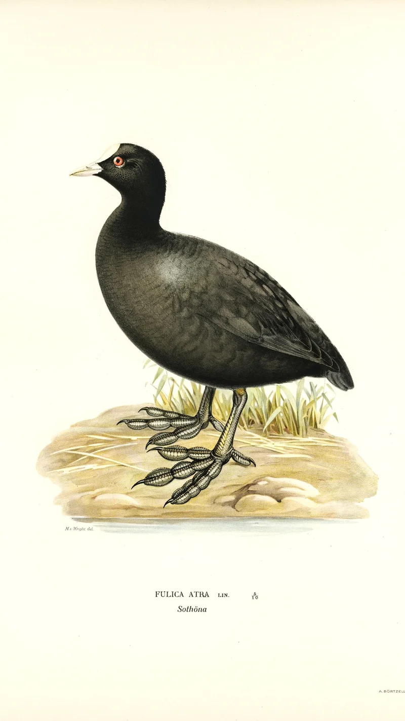 Wihelm Wright — Eurasian Coot (Fulica atra)
