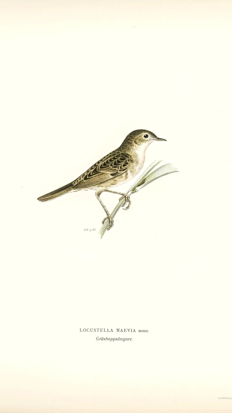 Wihelm Wright — Grasshopper Warbler (Locustella naevia)
