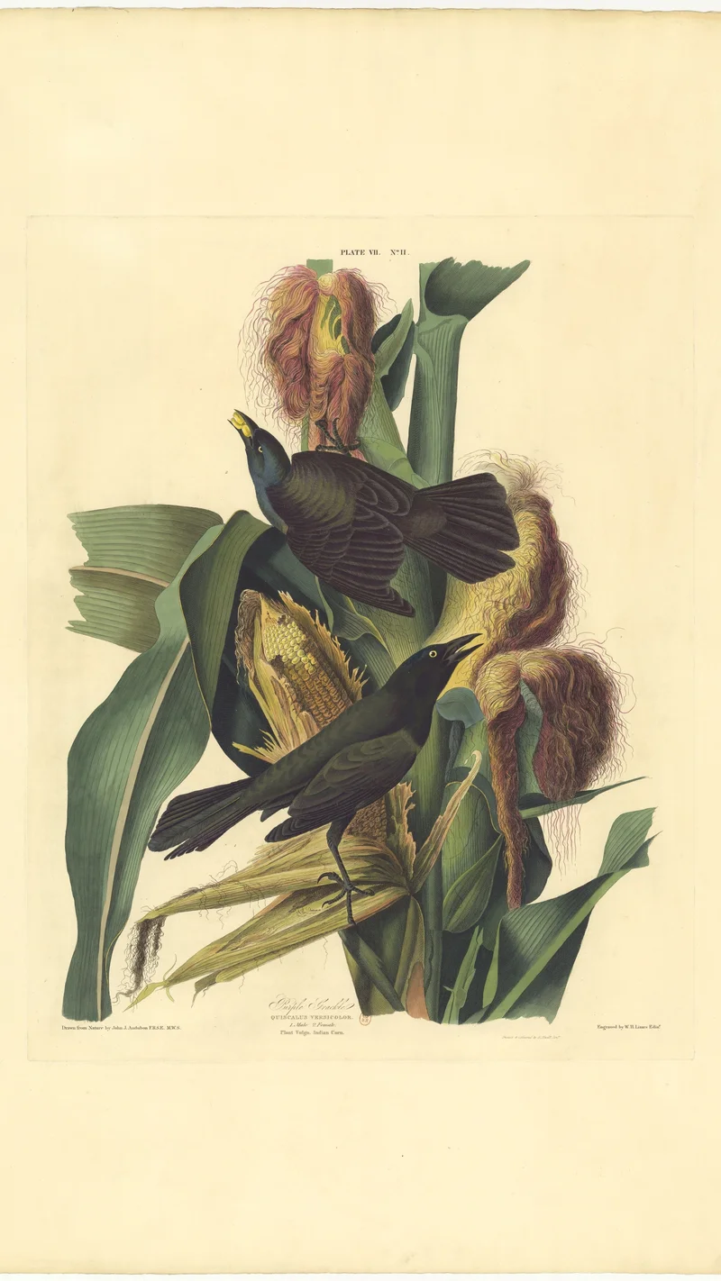 John James Audubon — Purple Grackle