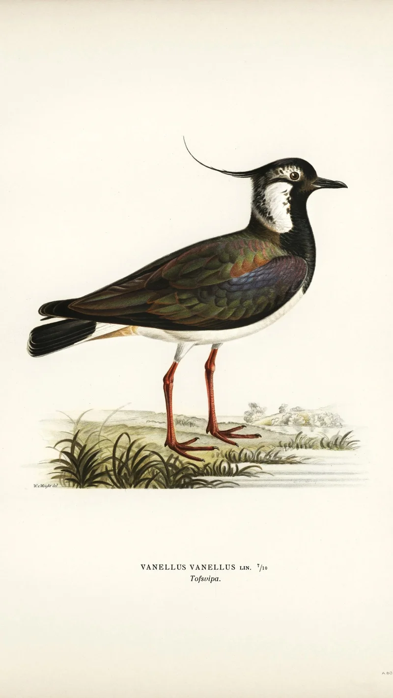 Wihelm Wright — Lapwing (Vanellus vanellus)