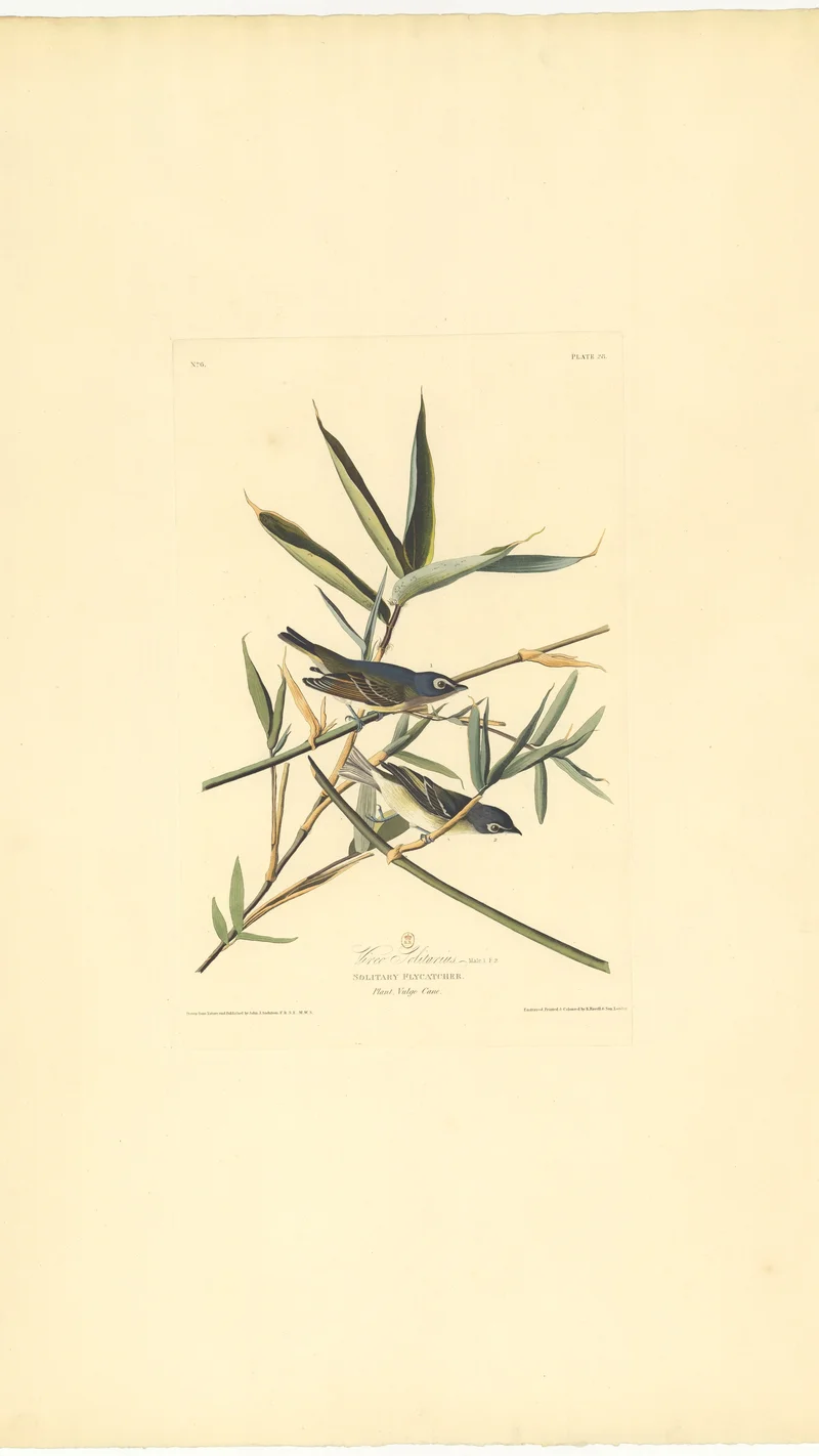 John James Audubon — Vireo Solitarius, or Solitary Flycatcher, Plate 76