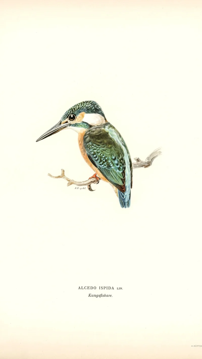 Wihelm Wright — Common Kingfisher (Alcedo ispida)