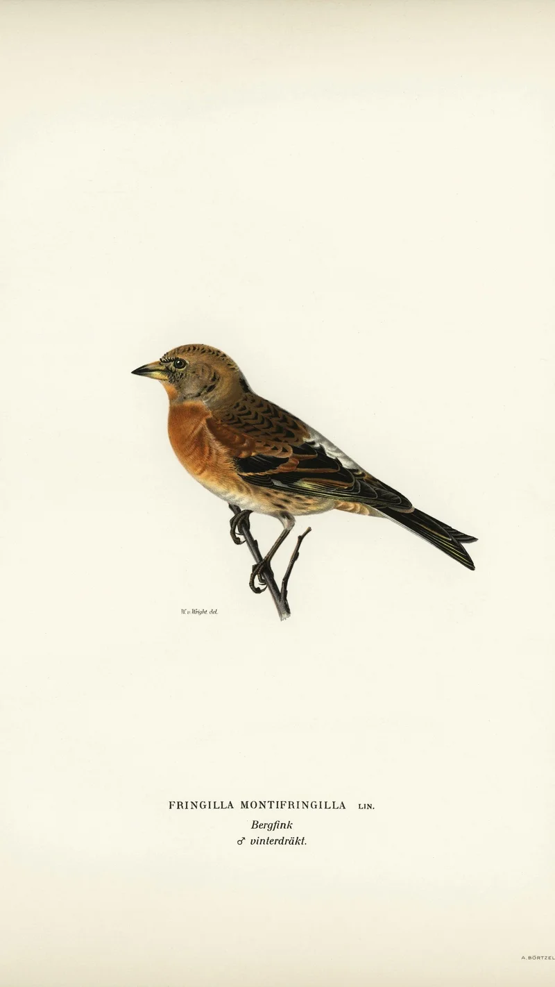 Wihelm Wright — Brambling (Fringilla montifringilla) in Winter Plumage