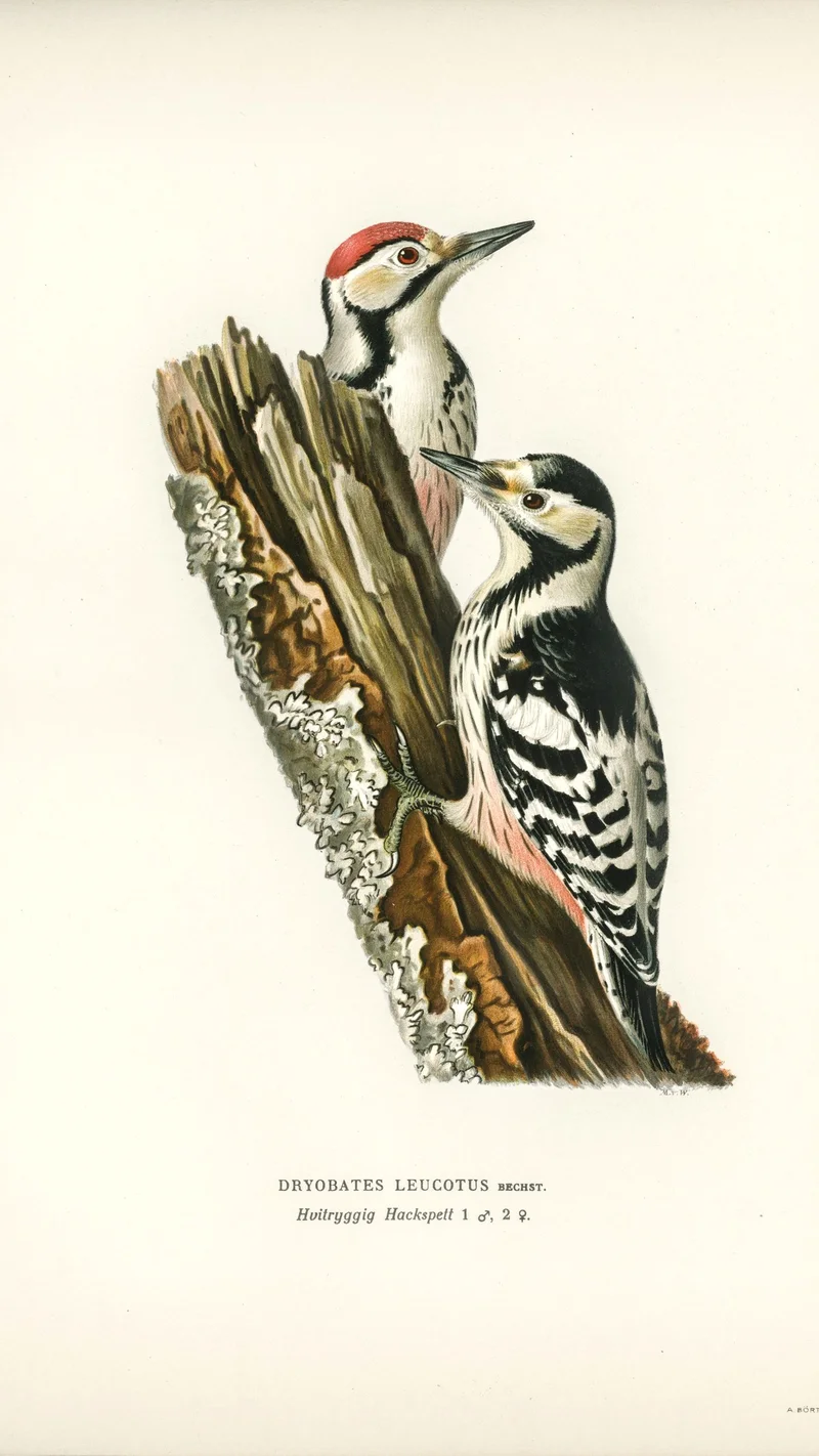 Wihelm Wright — White-backed Woodpecker