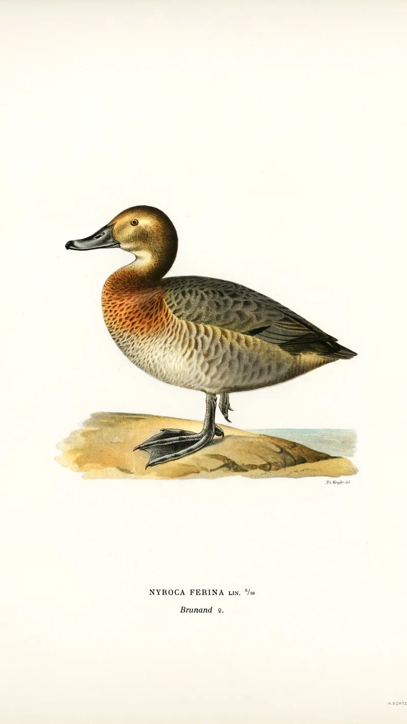 Wihelm Wright — Illustration of a Female Common Pochard (Nyroca ferina)