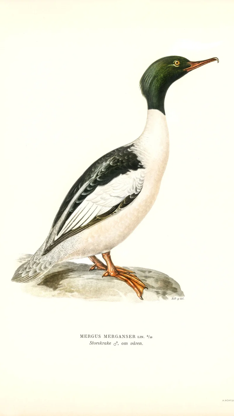 Wihelm Wright — Common Merganser (Mergus merganser)