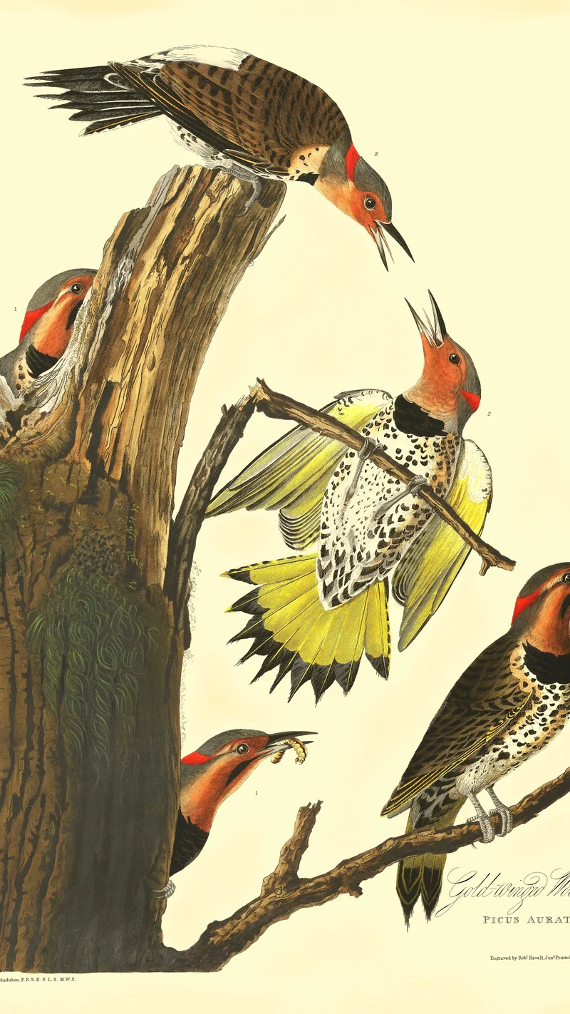 John James Audubon — Gold-winged Woodpecker (Northern Flicker)