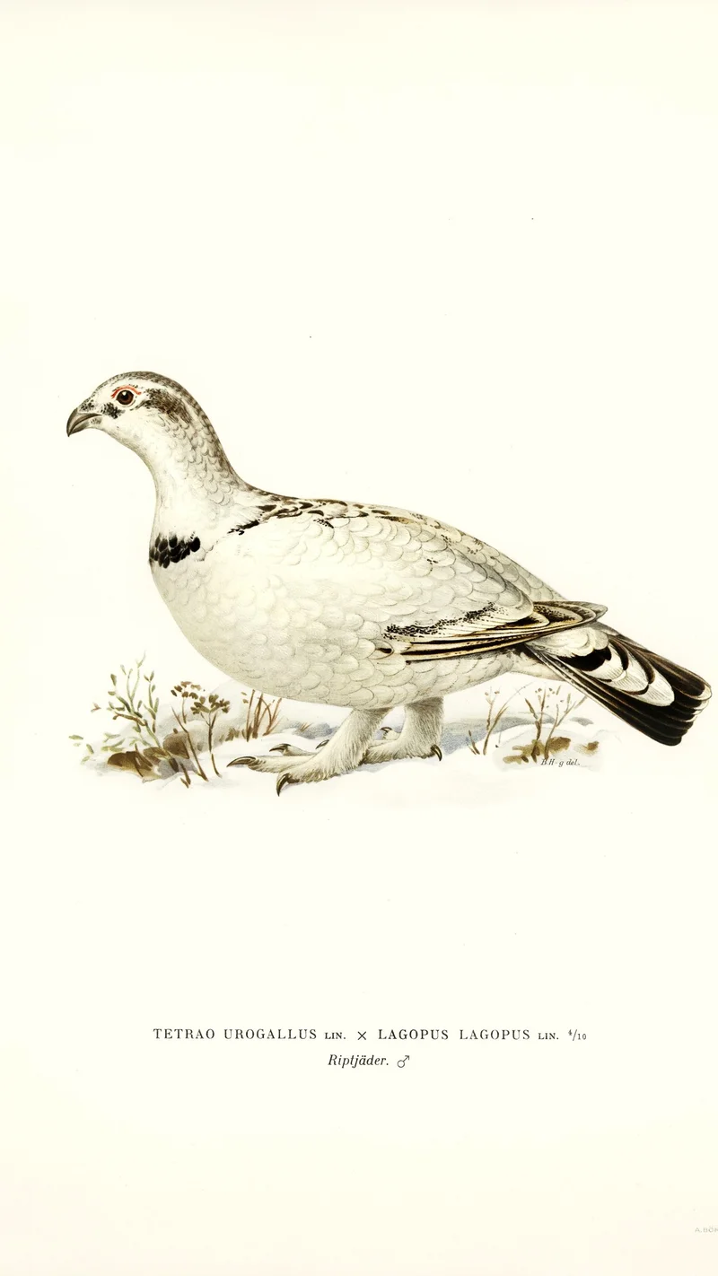 Wihelm Wright — Illustration of a Male Ptarmigan (Riptjäder)