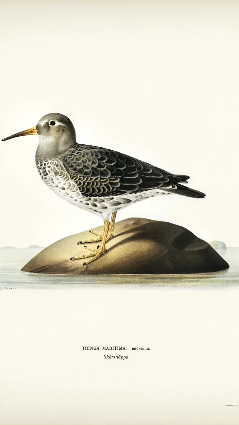 Wihelm Wright — Purple Sandpiper (Tringa Maritima)