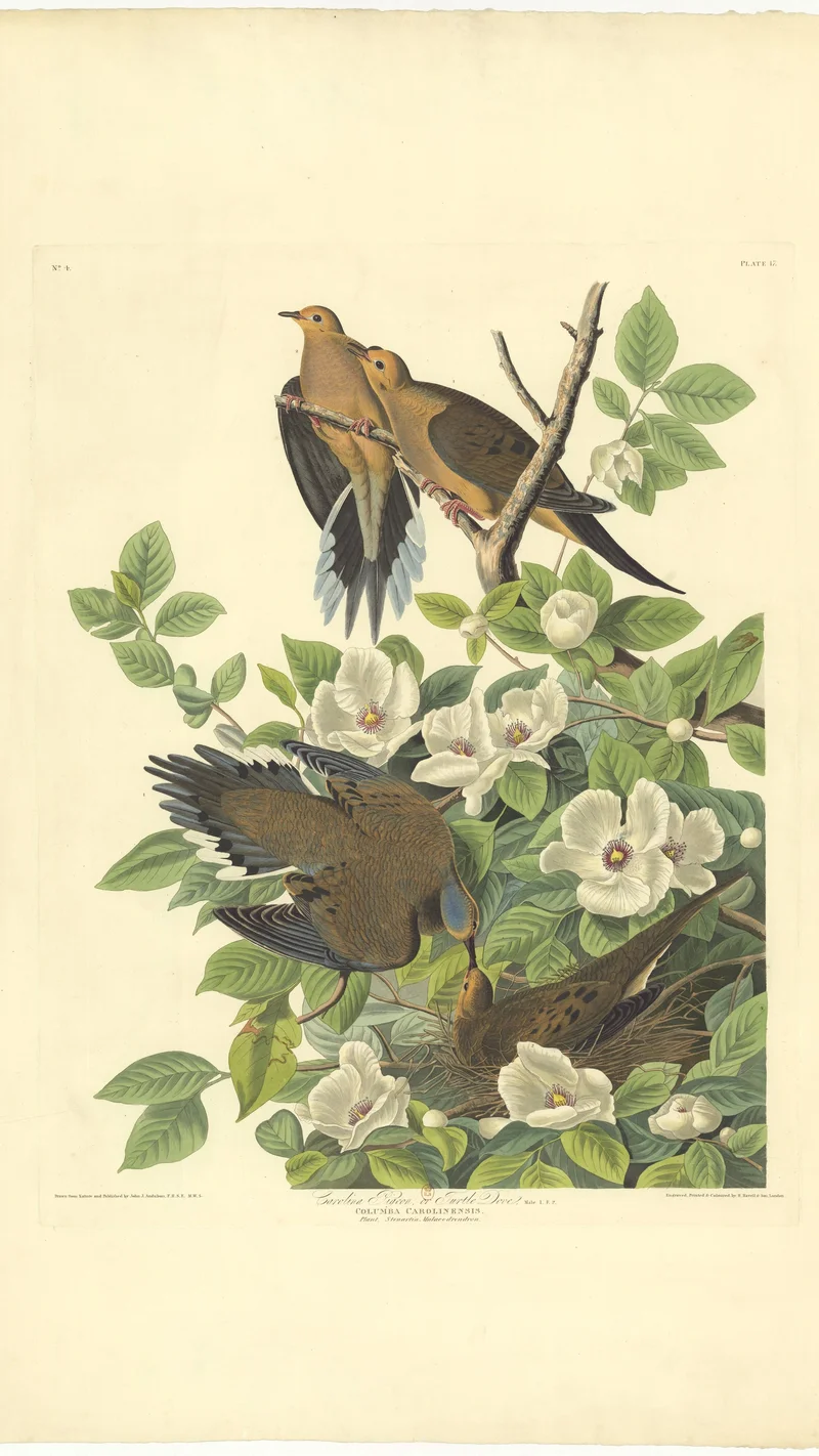 John James Audubon — Carolina Turtle Dove (Columba Carolinensis)