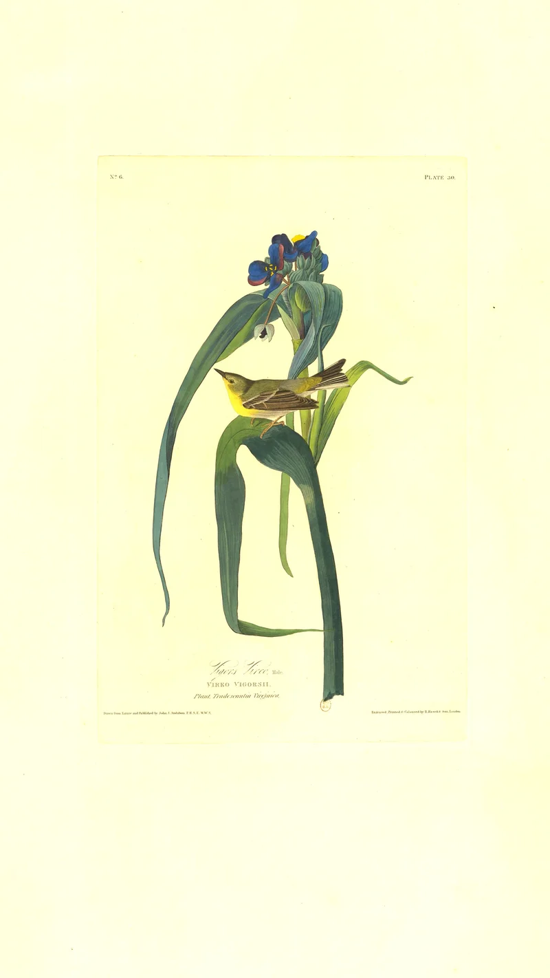 John James Audubon — Swainson's Warbler (Plate 30)
