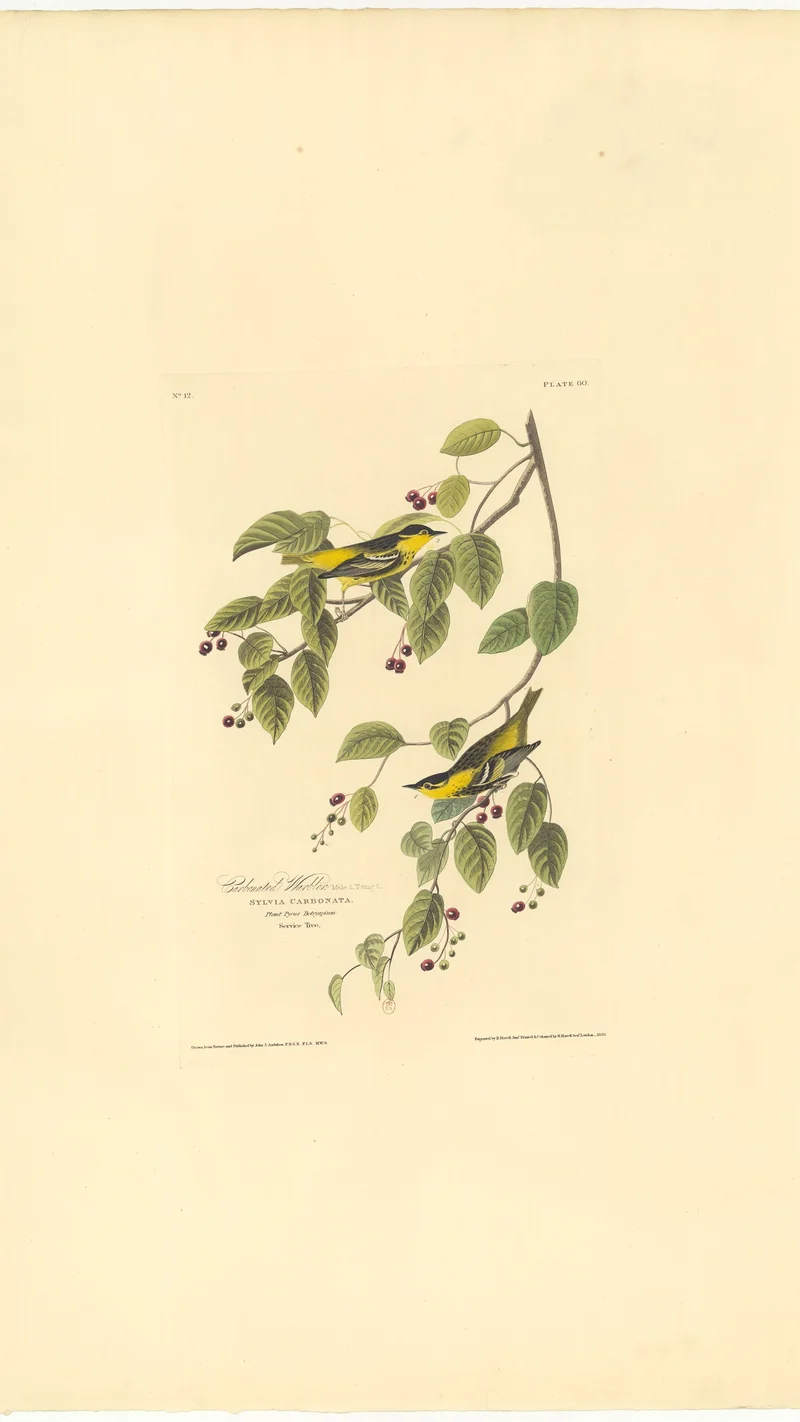 John James Audubon — Carbonated Warbler (Sylvia Carbonata)