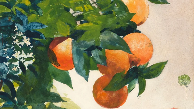 Winslow Homer — Oranges on a branch